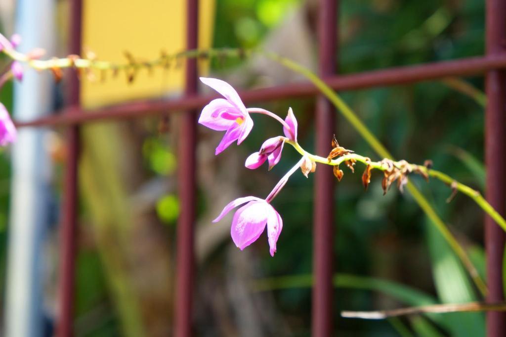 Pousada Baoba E Spa Olinda Luaran gambar